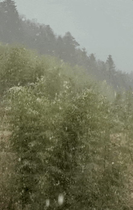 哇,下雪啦!杭州明后天气温“触底”,出门裹严实些 哇,下雪啦!杭州明后天气温“触底”,出门裹严实些