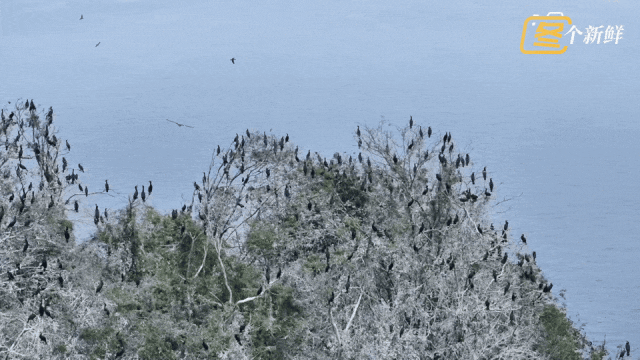 震撼！杭州千岛湖惊现一座“黑色小岛”