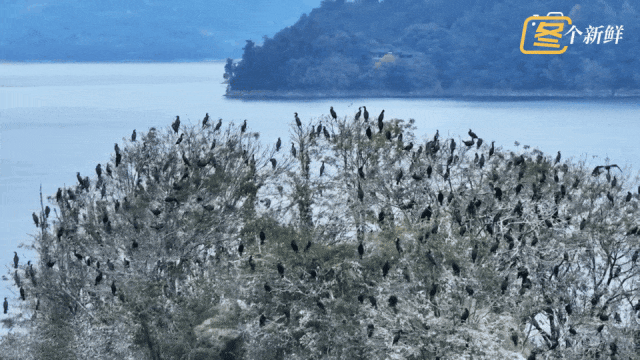 震撼！杭州千岛湖惊现一座“黑色小岛”