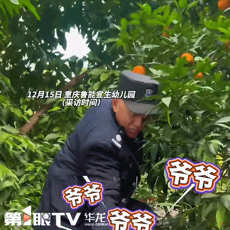 “爷爷 爷爷 爷爷……”重庆一幼儿园摘橘子场面火上热搜!网友:大型葫芦娃喊爷爷现场 “爷爷 爷爷 爷爷……”重庆一幼儿园摘橘子场面火上热搜!网友:大型葫芦娃喊爷爷现场