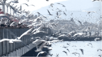 来昆明红嘴鸥超42000只 咋数出来的？