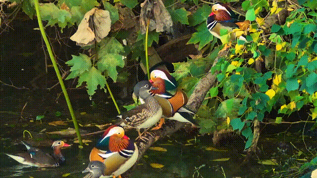 不是鸭子！玄武湖上密密麻麻的都是啥？