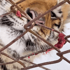 电影片段成真，小伙舌头舔电线杆被粘……