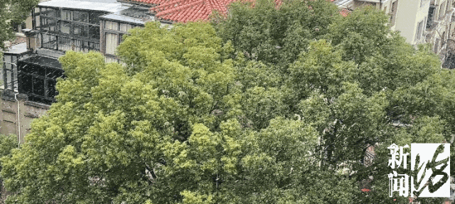 上海今天真的下雪了！多图袭来！气温即将跌至-5℃......