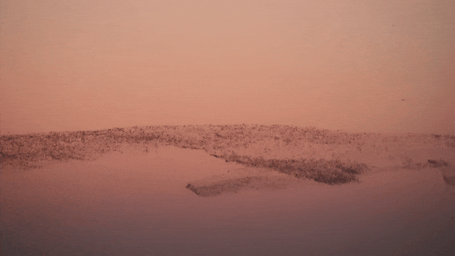 人这一辈子，一定要来山东追一次“鸟浪”！