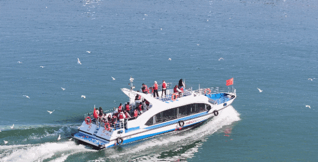 隔壁“海鸥”扎堆！“一脚油门”到襄阳，为啥它们不来咱这儿？