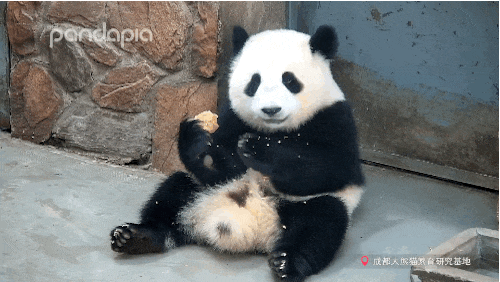 独家！五只大熊猫如何跨越千里、“从从蓉榕”