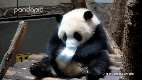 独家！五只大熊猫如何跨越千里、“从从蓉榕”