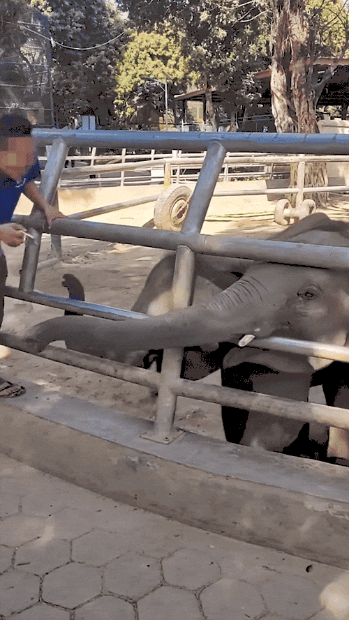 饲养员用锁具猛砸小象引众怒！西双版纳野生动物园致歉