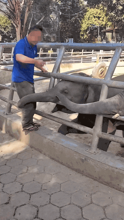 饲养员用锁具猛砸小象引众怒！西双版纳野生动物园致歉