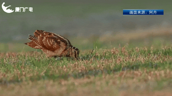 厦门新晋萌客！罕见丘鹬一步三摇来啦~
