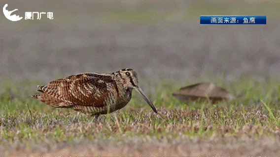 厦门新晋萌客！罕见丘鹬一步三摇来啦~
