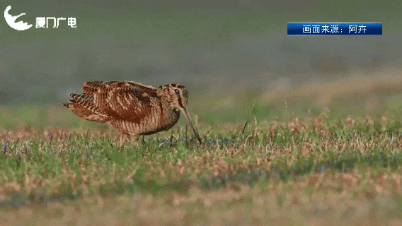 厦门新晋萌客！罕见丘鹬一步三摇来啦~