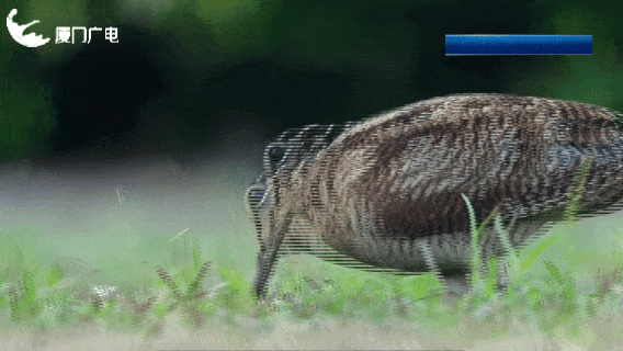 厦门新晋萌客！罕见丘鹬一步三摇来啦~
