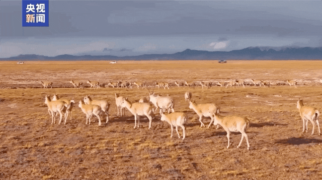 这就是《生命树》的现实版“续集” 这就是《生命树》的现实版“续集”