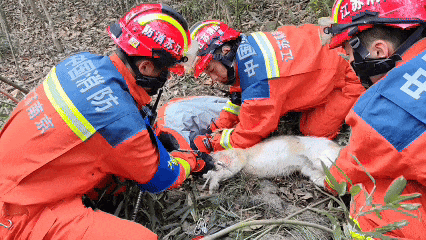 为救邻家小狗女子不慎“中招”，此前自家宠物已屡遭毒手！警惕这个“隐形杀手”