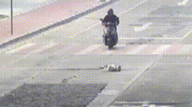 广东一网红宠物“李荣浩”走失,监控拍到倒地抽搐被人带走,主人:已报警,悬赏寻线索 广东一网红宠物“李荣浩”走失,监控拍到倒地抽搐被人带走,主人:已报警,悬赏寻线索