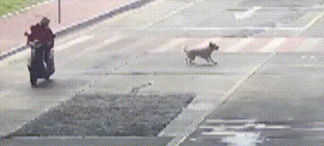 广东一网红宠物“李荣浩”走失,监控拍到倒地抽搐被人带走,主人:已报警,悬赏寻线索 广东一网红宠物“李荣浩”走失,监控拍到倒地抽搐被人带走,主人:已报警,悬赏寻线索