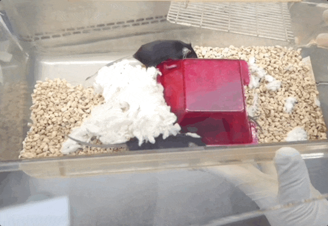 “航天小鼠”，顺利产下第三窝鼠宝宝！