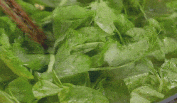 惊现“超大号”豌豆尖！川渝人懵了：这还能吃吗？