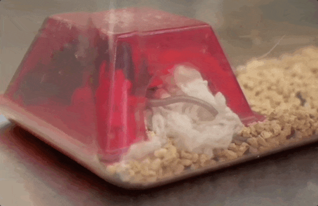 “航天小鼠”顺利产下第三窝鼠宝宝 “航天小鼠”顺利产下第三窝鼠宝宝