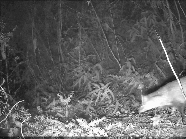 小灵猫现身重庆万州，系国家一级重点保护野生动物，首次拍到→