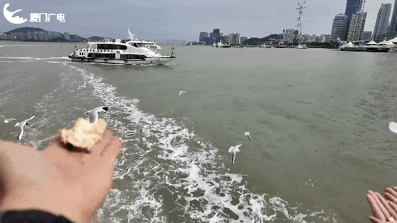 画面真美！拍照绝了！厦门“季节限定”：海鸥追着渡轮飞