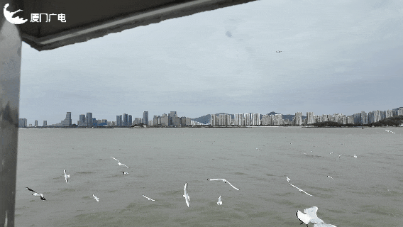 画面真美！拍照绝了！厦门“季节限定”：海鸥追着渡轮飞
