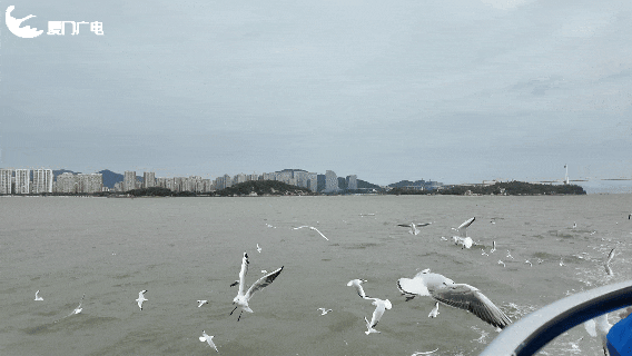 画面真美！拍照绝了！厦门“季节限定”：海鸥追着渡轮飞