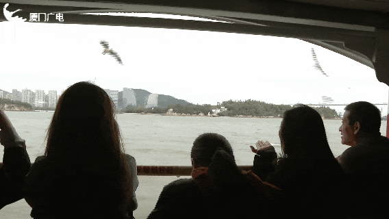 画面真美！拍照绝了！厦门“季节限定”：海鸥追着渡轮飞