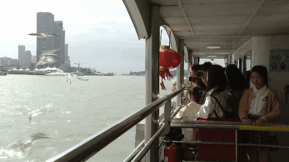 画面真美！拍照绝了！厦门“季节限定”：海鸥追着渡轮飞