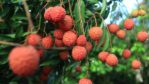 “今年荔枝或大减产”!桂味、糯米糍可能面临绝收…… “今年荔枝或大减产”!桂味、糯米糍可能面临绝收……