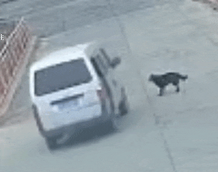 5秒套走一只狗!公司员工:面包车在门口转悠了两圈 5秒套走一只狗!公司员工:面包车在门口转悠了两圈