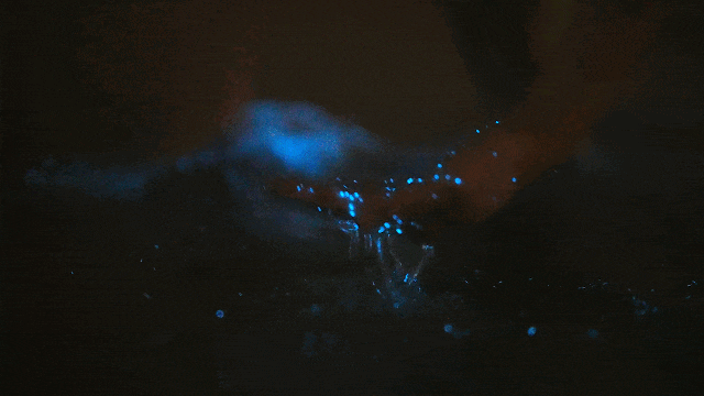 冲上热搜！平潭“蓝眼泪”进入高频出现模式，比往年提早一个月