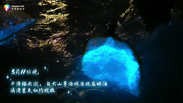 冲上热搜！平潭“蓝眼泪”进入高频出现模式，比往年提早一个月