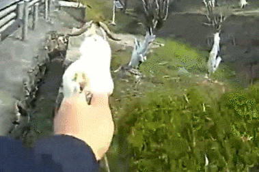 杭州高速上，十几只羊突然出现在护栏边！民警紧急化身“牧羊人”，把羊群赶到安全区域