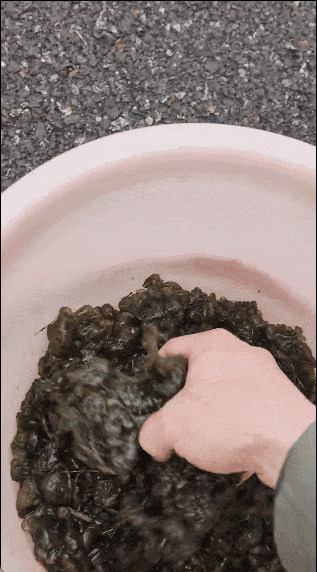 雨后才会出现，不少杭州人出门捡，有人蹲在地上一拣就是一桶