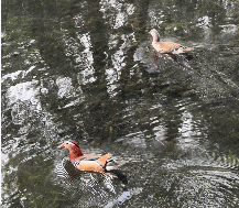 西湖边一对鸳鸯“小夫妻”当众 “冷战”，保安大叔6分钟劝“复合”