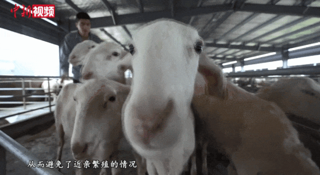 “别看我只是一只羊”，羊儿的价值难以想象
