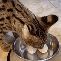 每天一个鸡蛋,是营养帮手还是血脂推手?很多人吃错了! 每天一个鸡蛋,是营养帮手还是血脂推手?很多人吃错了!