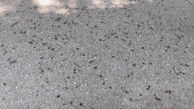 千万别踩！广东街头大量出现“黑色小果子”