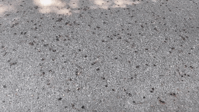 不要捏，不要踩，青岛街头已出现！不少人吐槽：苦不堪言