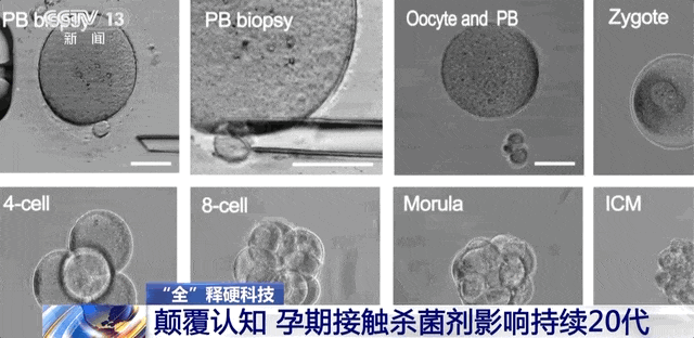 颠覆认知！怀孕大鼠接触杀菌剂，健康影响竟延续至少20代