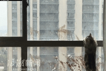 小区高层飘窗玻璃出现一道道"血迹"！住户:可能是乌鸫喷屎, 原因竟是…