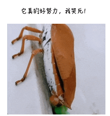 不要摸！一出现就是14颗！不少人中招