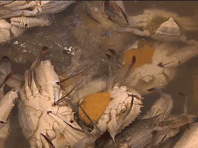 4月1日12时起，这类海鲜禁捕禁售！