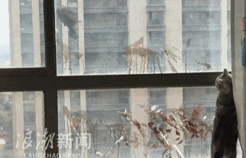 小区高层飘窗玻璃出现一道道"血迹"！住户:可能是乌鸫喷屎, 原因竟是…