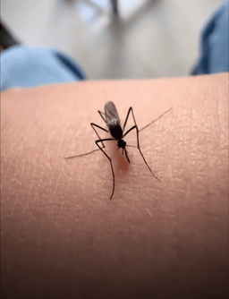 今年蚊子提前进入活跃期，中疾控提醒→