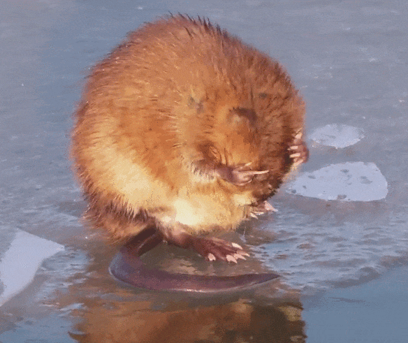冰上洗脸超讲究!太阳岛外滩湿地“爱美”麝鼠圈粉无数 冰上洗脸超讲究!太阳岛外滩湿地“爱美”麝鼠圈粉无数