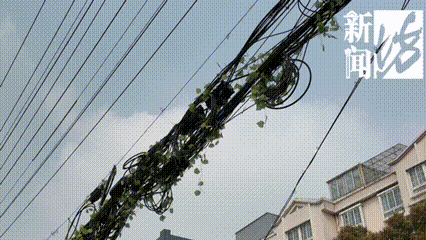 上海这条马路半空挂着啥？经过的人都得看两眼！原因绝对想不到…